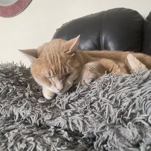 Meet your Posher, Chase